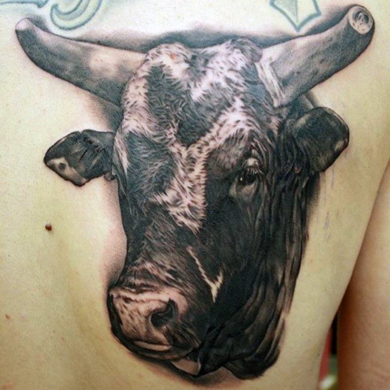 19 Brahma Bull Tattoo ideas | bull tattoos, brahma bull, bull